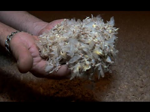 Setki tysięcy owadów opanowało most na Sanie