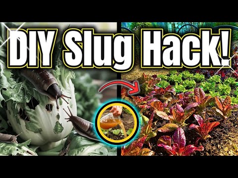 Slugs HATE This Simple Trick!