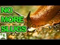 Slug Control In Garden - How To Get Rid Of Slugs