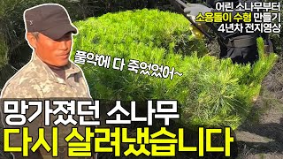 망가진 어린 소나무. 명품 소나무로 살려냈습니다.