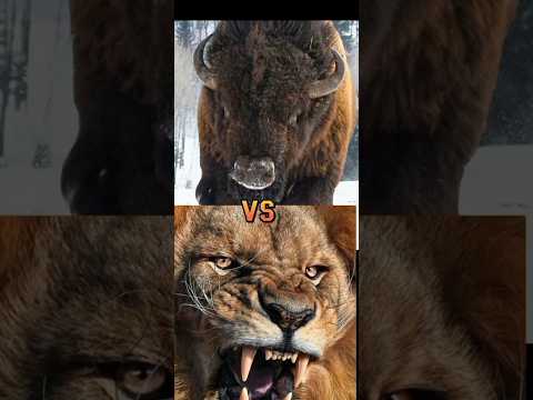 tiger vs lion ,elephant ,polar bear,hyena,pitbull,wolf ,rhino,hippo,gorrila.