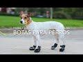 Botas para perros: para qué sirven y cómo usarlas