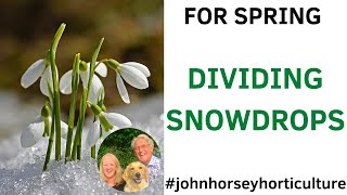 MAKE 100's OF FREE SNOWDROPS FROM JUST ONE PLANT!