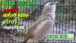 Download lagu Terapi air trucukan biar cepat gacor// untuk trucuk stres,macet,malas bunyi dan ombyokan mp3
