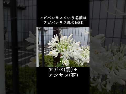 園芸 アガパンサス、ナイルユリ、ブルーチュベローズ