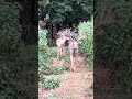 They good ! #deer #deerhunting #wildlife #hunting #nature #huntinggame