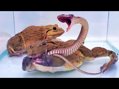 Wow! Asian Bullfrog Swallow Big Angry Snake! Mr Frog Live Feeding