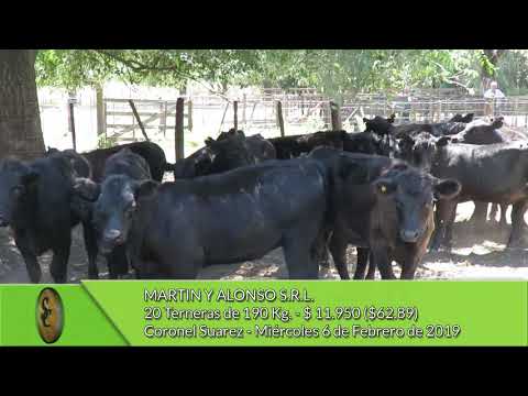 06-02-19 - Venta de Hembras - Martín y Alonso S.R.L. - Coronel Suarez