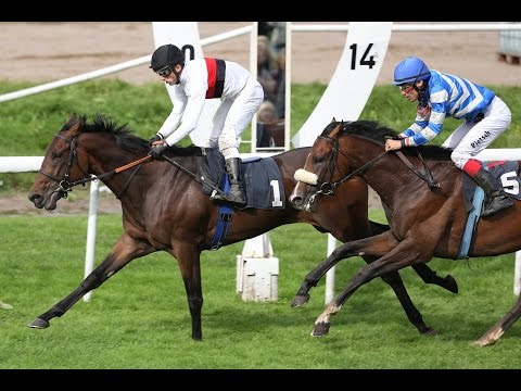 Hannover: Preis des Calenberger Kreditvereins (D) - Siegerin: Chesturo
