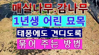 [텃밭농부 1,458]  1년생 어린묘목이 태풍에도 견디도록 묶어 주는 방법. #묘목 묶기