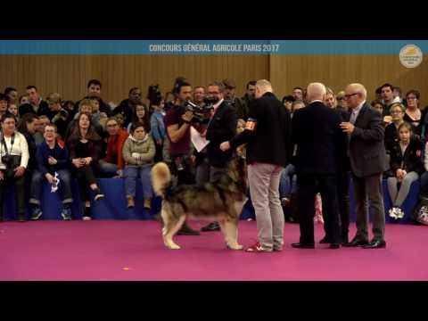 Voir la vidéo : Ring Canins du 25 février 2017, après midi