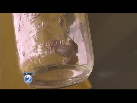 Residents get creative to capture coqui frog on Oahu