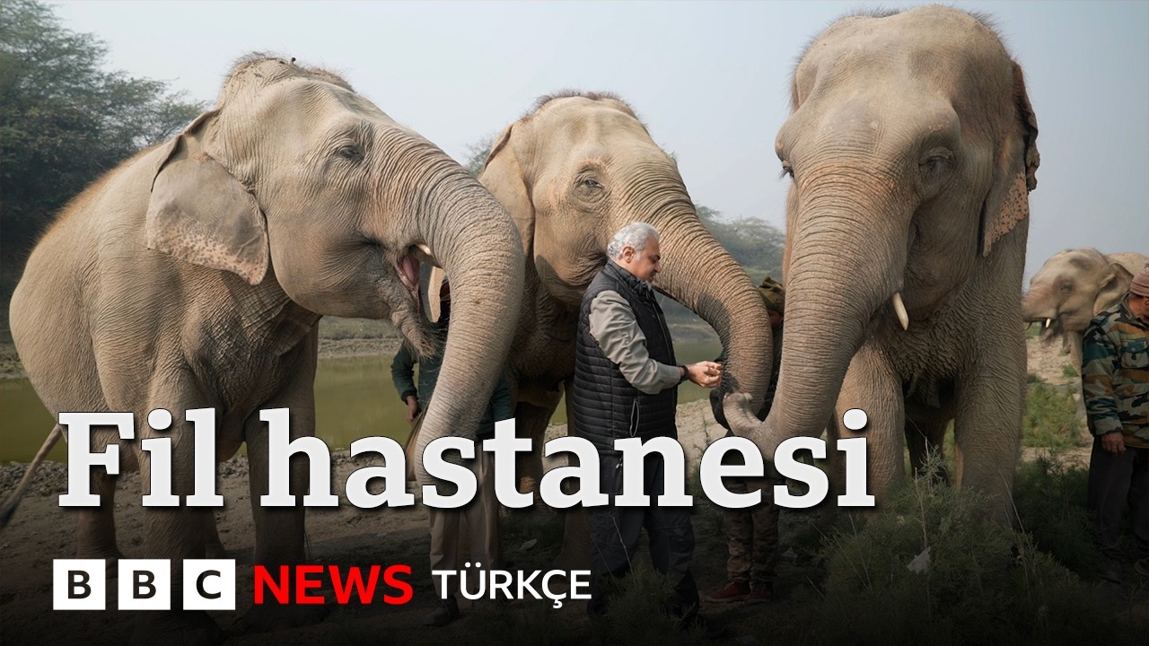 Esaretten kurtarılan filler nasıl iyileşiyor?