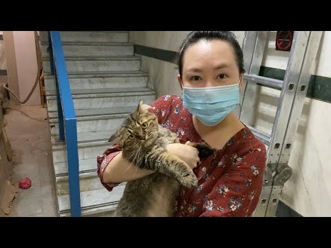 Adorable street cat, Kareema, by SYM PROJRCT