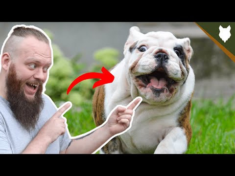 Review/impressions of a TRM in Magnacut Bulldog using their Riverlock… a great compact-sized knife