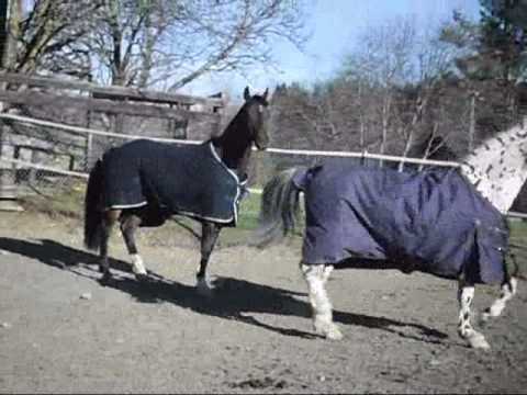 Jolly og fernando på beitet