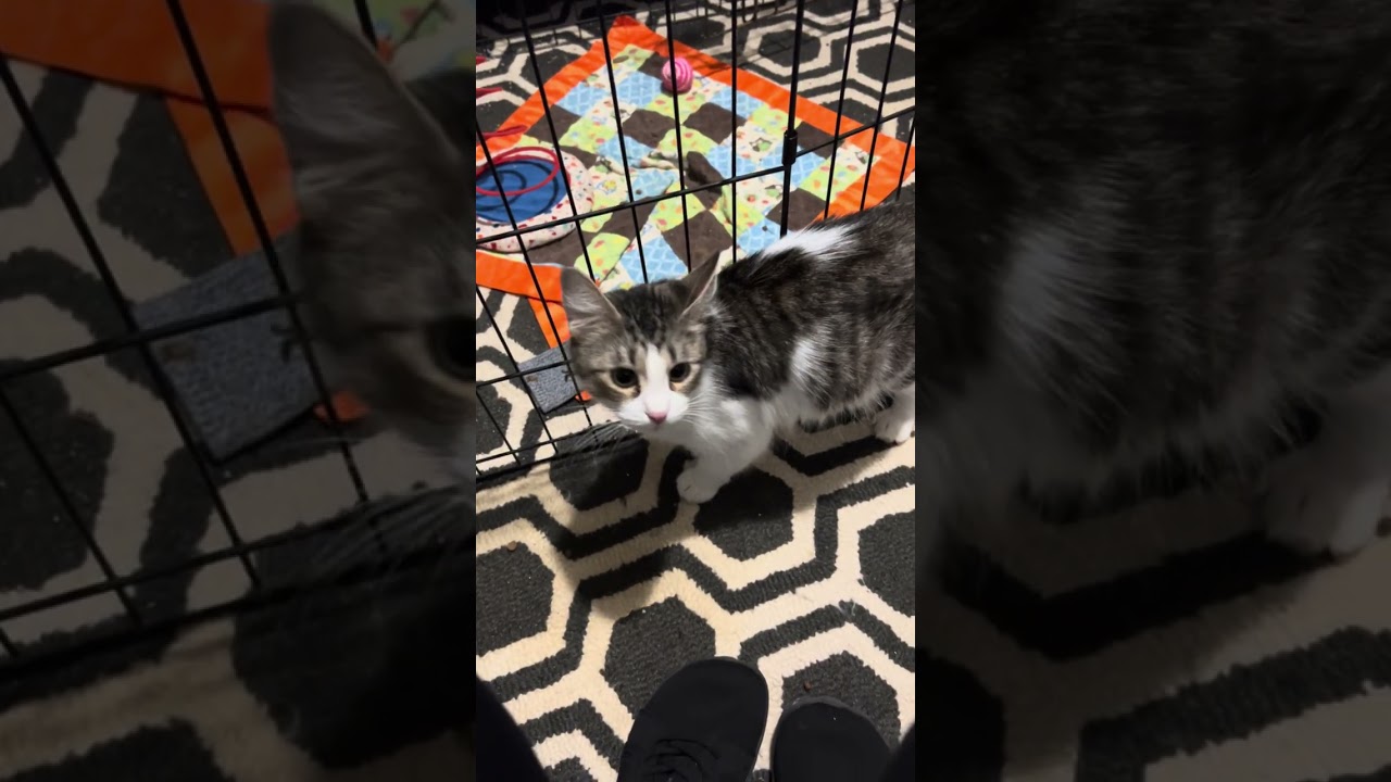 Enlarge Jasper, an adopted American Shorthair in Lyndhurst, OH video 5/5