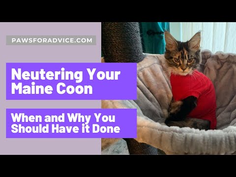 When to Get Your Maine Coon Neutered | Why Should You Neuter Your Maine Coon