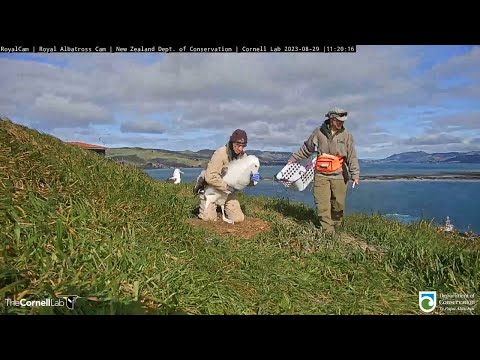 Royal Cam Chick Weighed By Rangers In New Zealand As Fledging Approaches | DOC | Cornell Lab