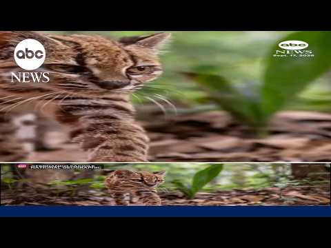 Scientists discover a new species of cat for the first time in over a century