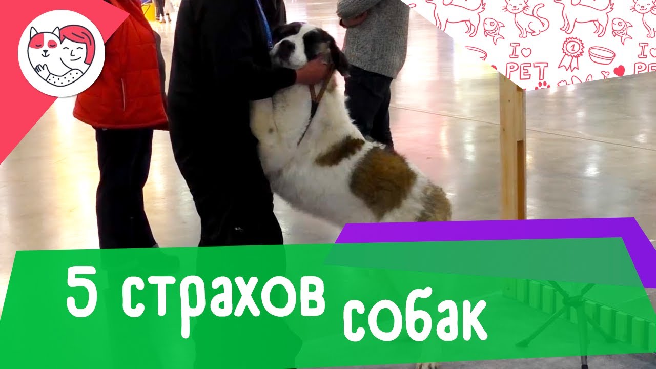 5 самых распространенных страхов собак