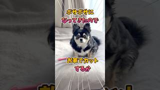 犬、自宅トリミング。 #犬との暮らし #chihuahua #dog #チワワ #癒し