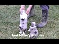 Mini Aussiedoodle dogs for sale: West - Video 1