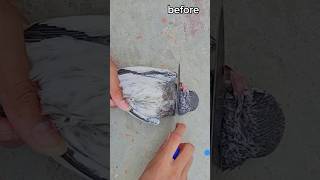 New trick lakwa wala kabbutar k lia😱🤯 || #ytshorts #pigeon #kabootar #youtubeshort #pigeonlover #pet
