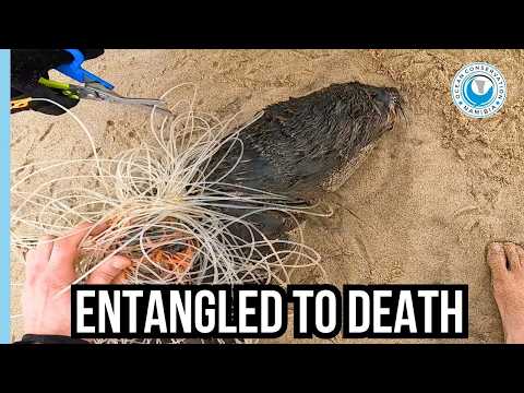The Entangled Seal We Couldn’t Save