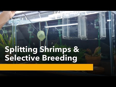 Splitting Shrimps and Selective Breeding