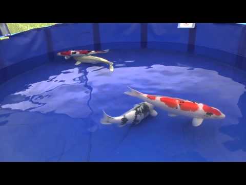 BKS Belgian Koi show 2013   Grand Champion