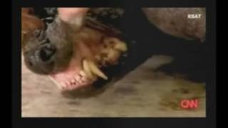 Chupacabra Gets Caught (Video) - Is It Real??