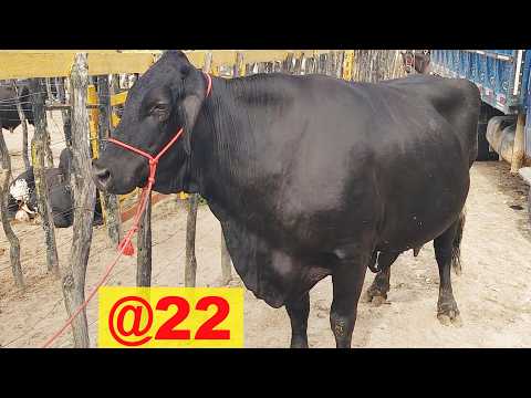 FEIRA DO GADO NO BOLA EM PANELAS-PE  12-04-2026 #nordestearretado