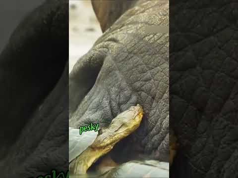 Symbiotic relationship between Tortoise and hippopotamuses #healingpaws #animals #pawsn