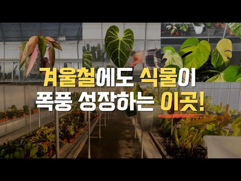 , title : '겨울철 식물 관리, 온도와 습도 걱정 없는 이곳! (feat. 희귀 관엽식물 키핑장)'