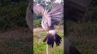 Download lagu full power suara alami Burung Kutilang mp3