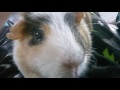 Linny The Guinea Pig Part 2