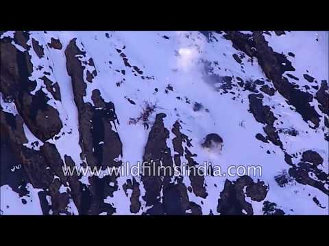 Rare footage - Snow Leopard drags Blue Sheep, falls off cliff, chasing it in Himachal mountains