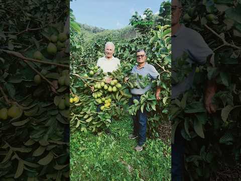 Embrapa visita Frucafé Mudas e Produtores no ES.