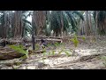 Denak Murai Cacing Fighter