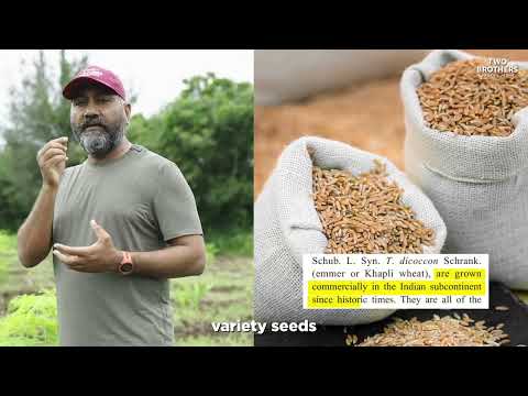 From Soil to Stone-Grind: The Journey of Real Khapli Att