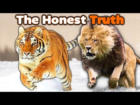 SIBERIAN TIGER vs LION - The Honest Truth