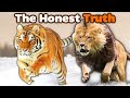SIBERIAN TIGER Vs LION The Honest Truth