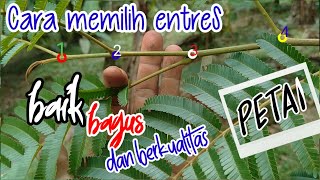 Download lagu Cara memilih Entres Yang Bagus mp3