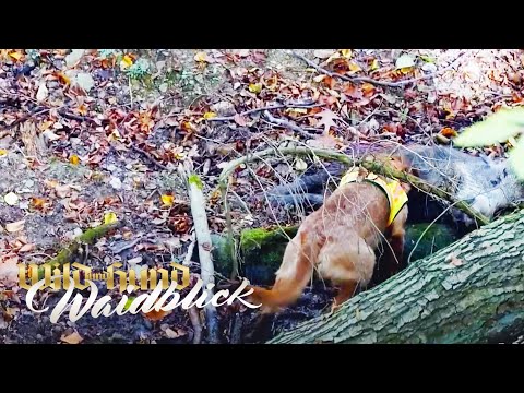 WILD UND HUND Drückjagd 2019 - Sauen satt! - PareyGo Classics