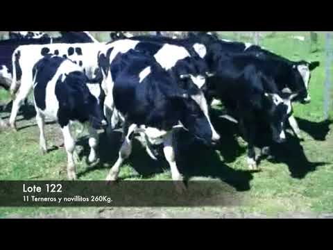 Lote 11 Novillos 1 a 2 años 8 HOLANDO Y 3 CRUZA 260kg -  en COLONIA ESPAÑOLA RUTA 1 KM 116 , KM AL SUR