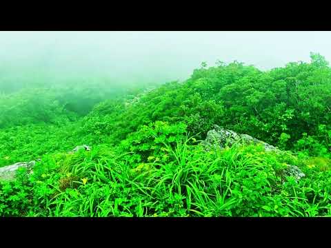 Enveloped in Fog: Verdant Beauty Emerges 🌫️ #FoggyLandscapes #Nature'sEmbrace