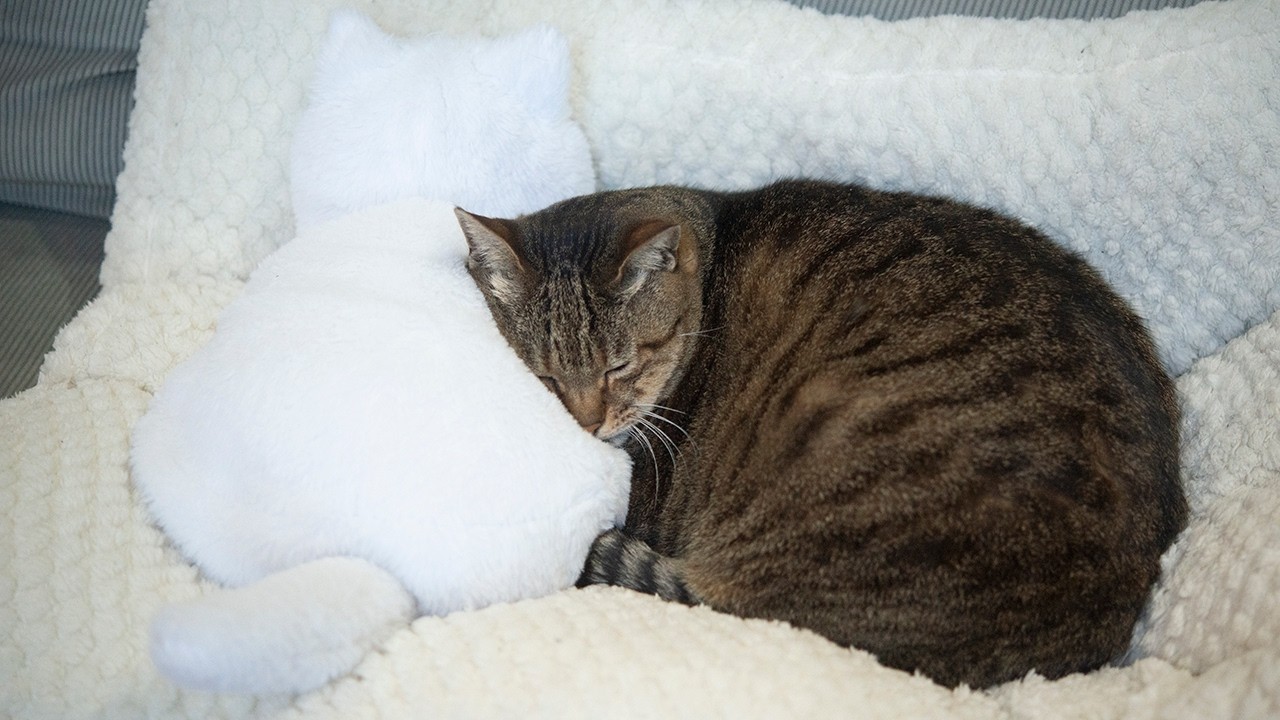 白猫に寄り添って寝るはな。-Hana is sleeping snuggled up with the white.- cat