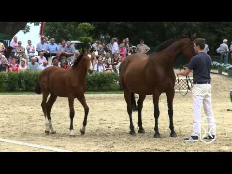 RD020 Hengstfohlen von Cascadello I   Cassini I   Caligula I Apple Geräte HD Höchste Qualität