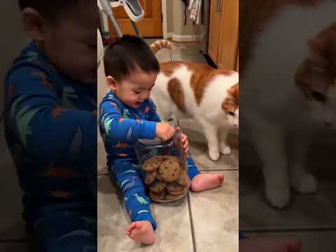 What a smart cat!😮 #cats #baby #animals #funny #viral #comedy #everybodywantstobemyenemy